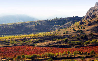 Bodegas Marqués de Reinosa designada la Cooperativa del Año en el informe especial sobre Rioja del año 2024